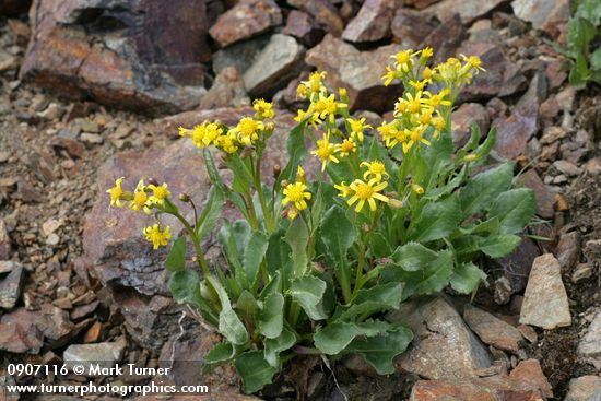 Elmer's Butterweed