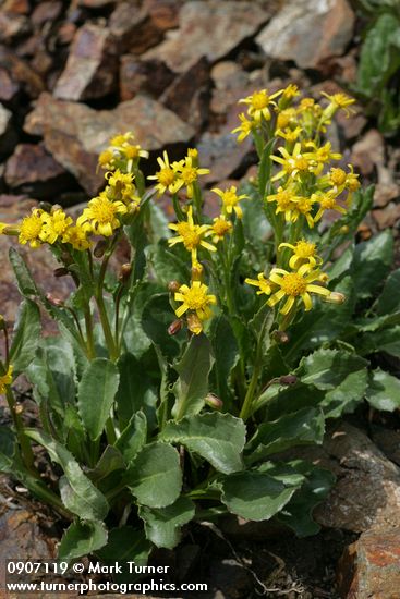Elmer's Butterweed