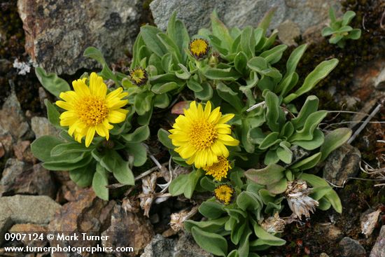 Alpine Gold Daisies