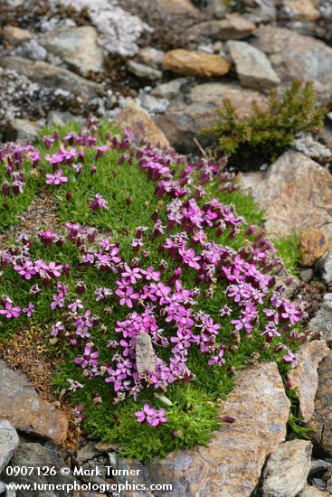 Moss Campion