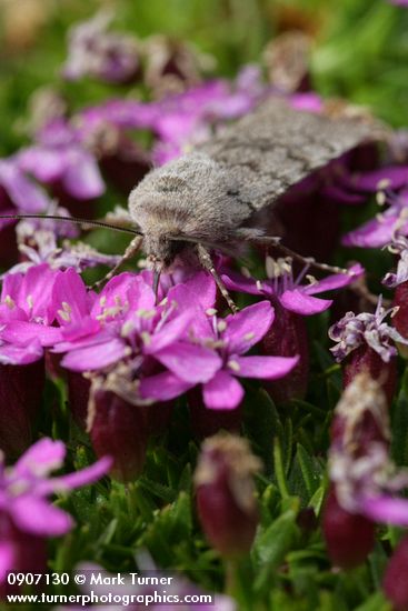 Moth on Moss Campion