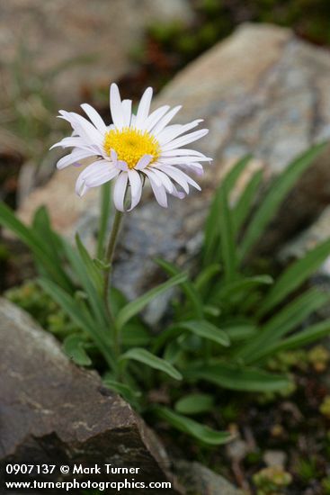 Alpine Aster