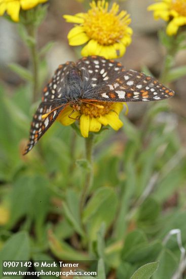 Edith's Checkerspot butterfly on Alpine Gold Daisy