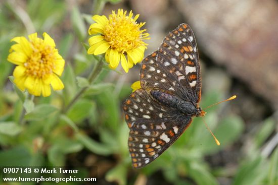 Edith's Checkerspot butterfly on Alpine Gold Daisy