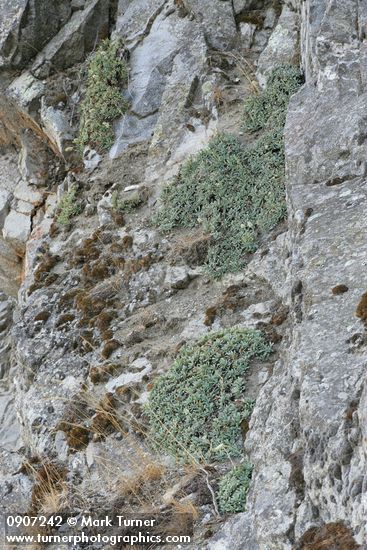 Chelan Rockmat habitat view