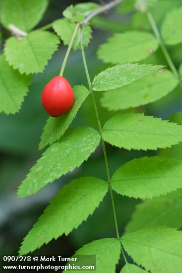 Baldhip Rose fruit & foliage