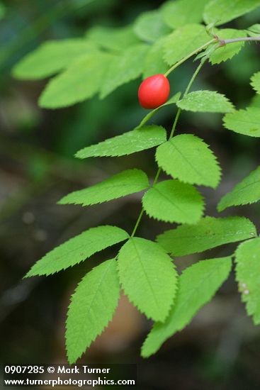Baldhip Rose fruit & foliage