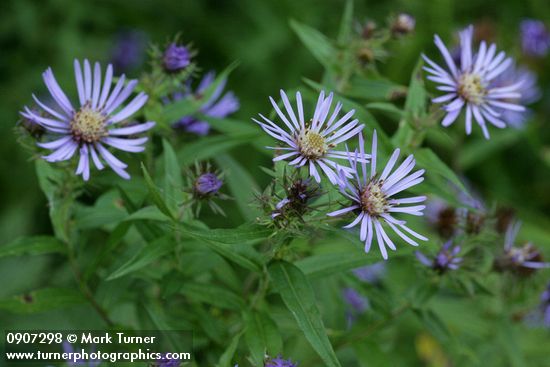 Great Northern Asters