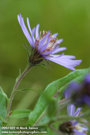 Great Northern Aster blossom detail