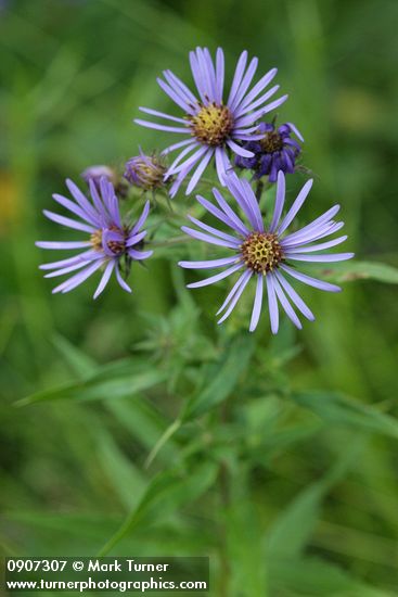 Great Northern Asters