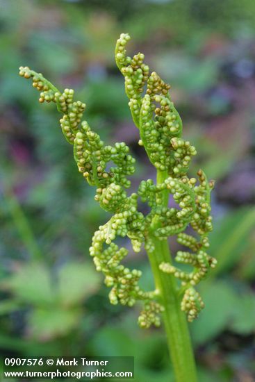Leathery grapefern sporangia detail