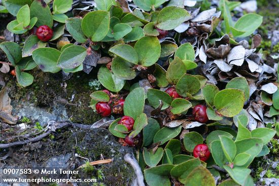 Alpine Wintergreen fruit & foliage
