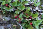Alpine Wintergreen fruit & foliage