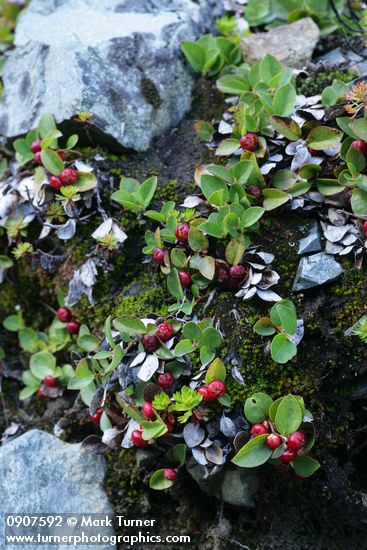 Alpine Wintergreen fruit & foliage