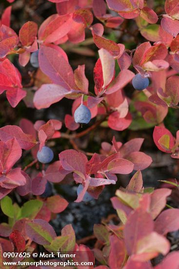Cascades Blueberry fruit & fall foliage