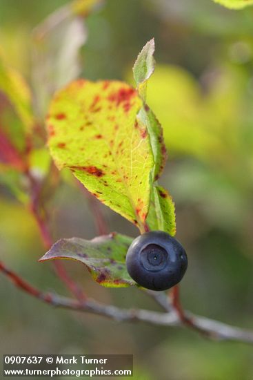 Black Huckleberry fruit & fall foliage