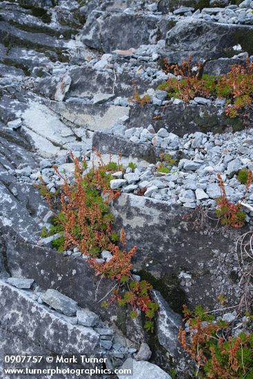 Patridgefoot w/ dry seed stalks