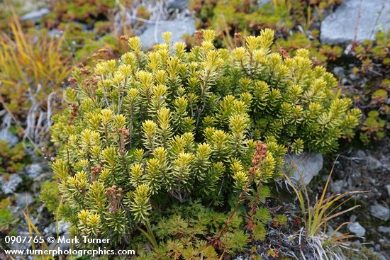 Pink Mountain-heather w/ golden foliage