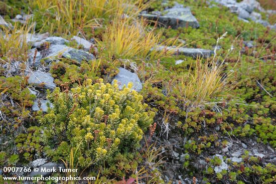 Pink Mountain-heather w/ golden foliage