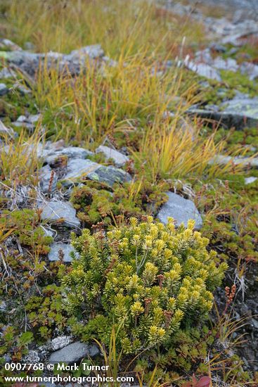 Pink Mountain-heather w/ golden foliage