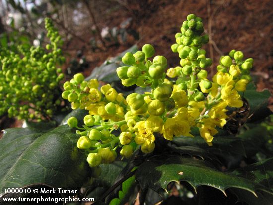 Shining Oregon-grape blossoms & foliage