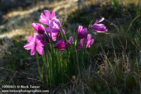Dense clump of Grass Widows, backlit