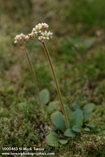 Western Saxifrage