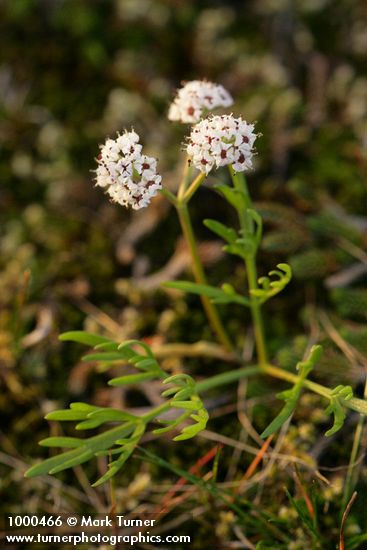Piper's Desert Parsley (Salt-and-pepper)