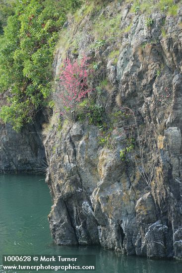 Red-flowering Currant on cliff above salt water