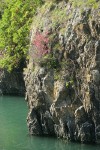Red-flowering Currant on cliff above salt water