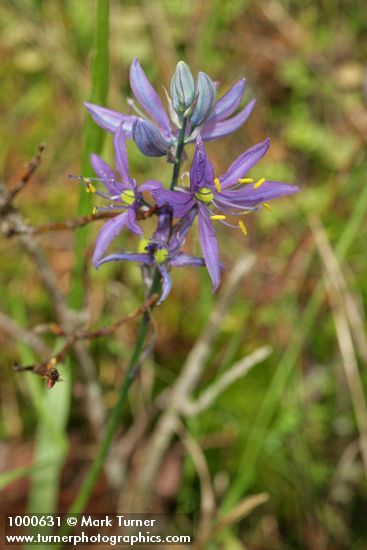 Common Camas