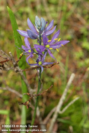 Common Camas