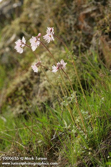 Small-flowered Prairie Stars