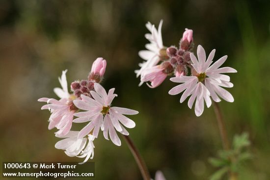 Small-flowered Prairie Star blossomss