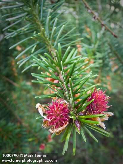 Douglas-fir female flowers & foliage