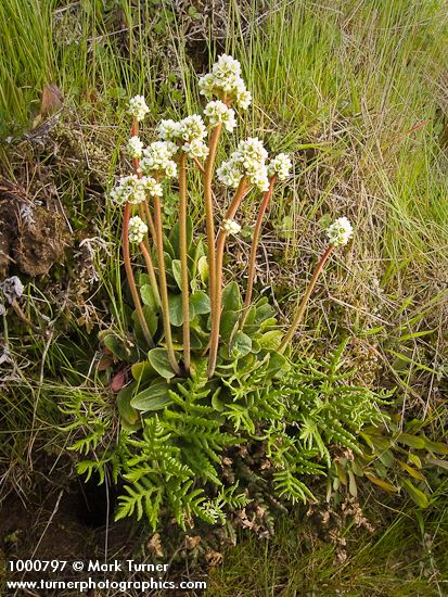 Western Saxifrage & Goldenback Fern