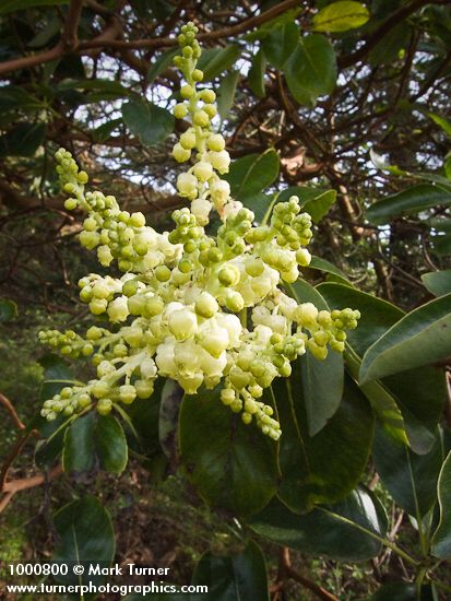 Madrone blossoms & foliage