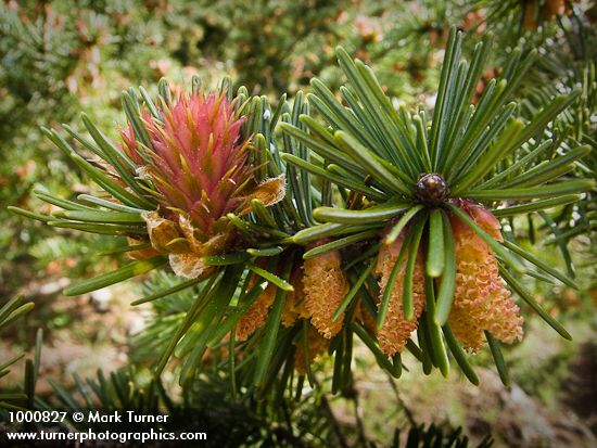 Douglas-fir female & male cones among foliage