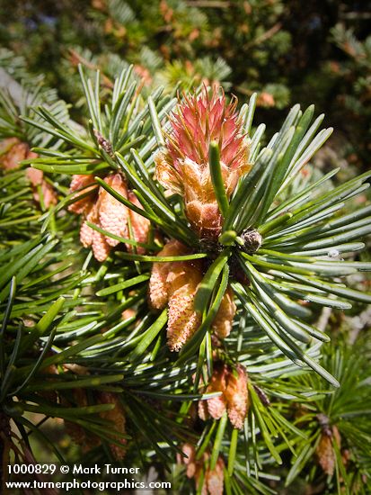 Douglas-fir female & male cones among foliage