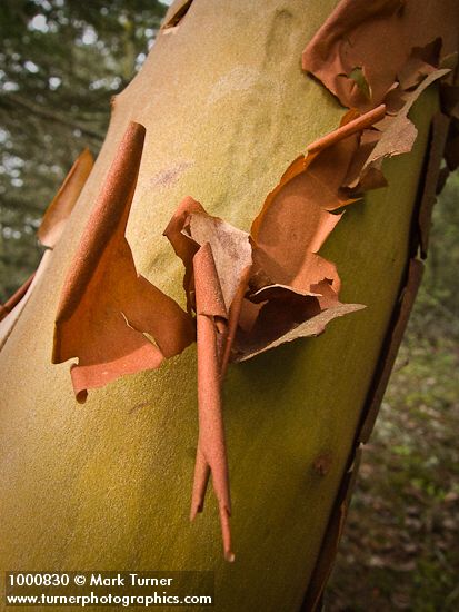 Peeling Madrona bark detail