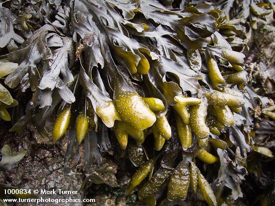 Rockweed