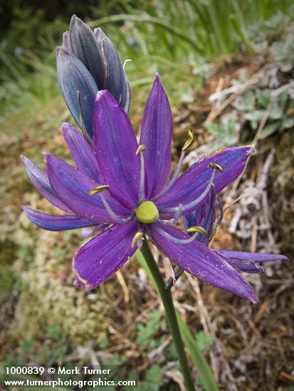 Common Camas blossom detail