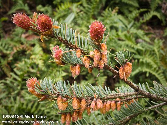 Douglas-fir female & male cones among foliage