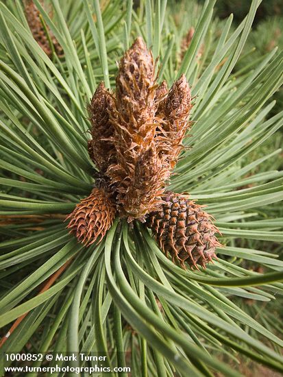 Shore Pine foliage & buds detail