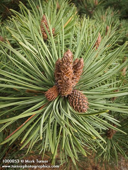 Shore Pine foliage & buds detail
