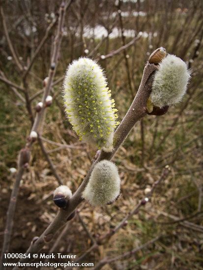 Hooker's Willow female catkins detail