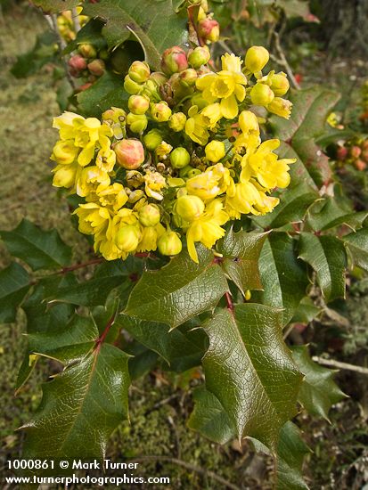 Shinging Oregon-grape blossoms & foliage