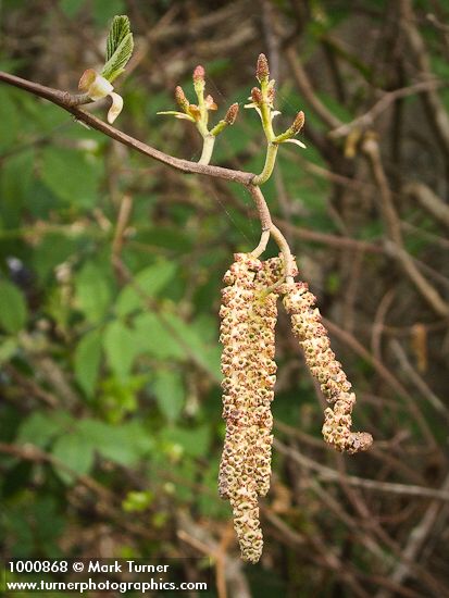 Red Alder female blossoms & male catkins
