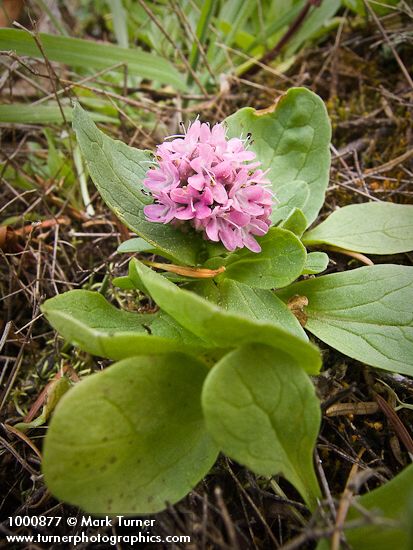 Rosy Plectritis blossoms & foliage