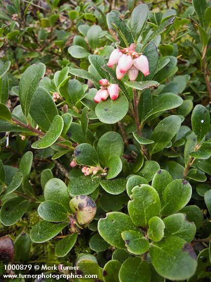 Kinnickinnick blossoms & foliage